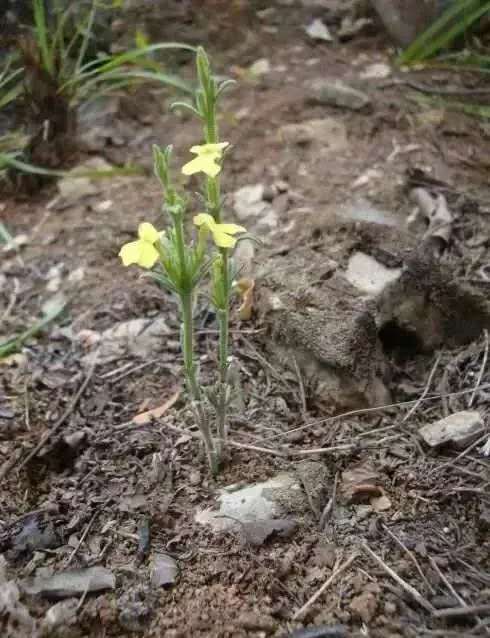 独脚金种植致富_中药材种植致富_脚金草种植