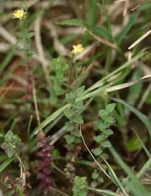 中药材种植致富_脚金草种植_独脚金种植致富