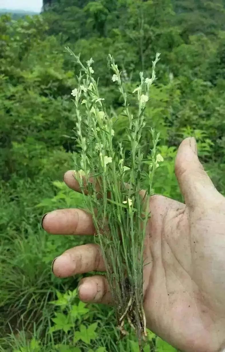 中药材种植致富_脚金草种植_独脚金种植致富