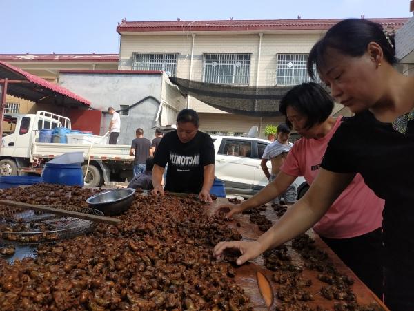 鲁山县小贾庄村：林下种金蝉 月入百万元