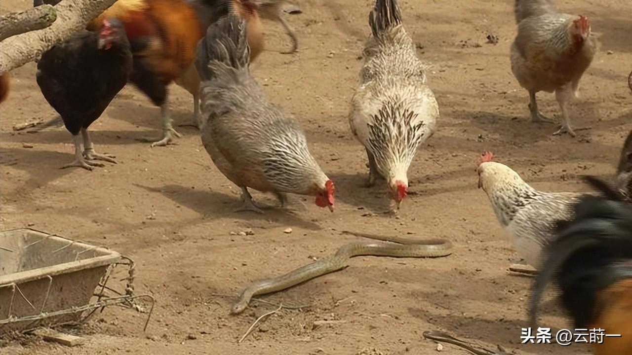 致富经 竹林养鸡视频_致富经林下养鸡_致富经竹鸡养殖