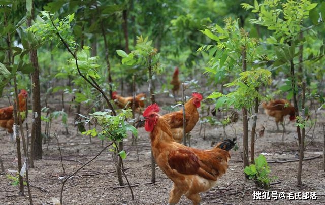 养散养蛋鸡养殖视频_散养蛋鸡养殖技术_散养蛋鸡配方