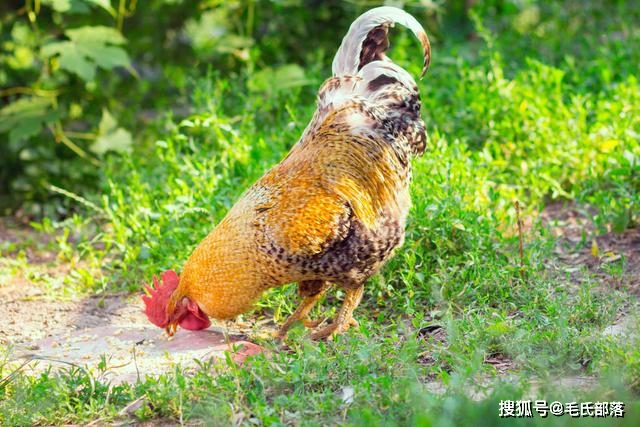 散养蛋鸡配方_散养蛋鸡养殖技术_养散养蛋鸡养殖视频