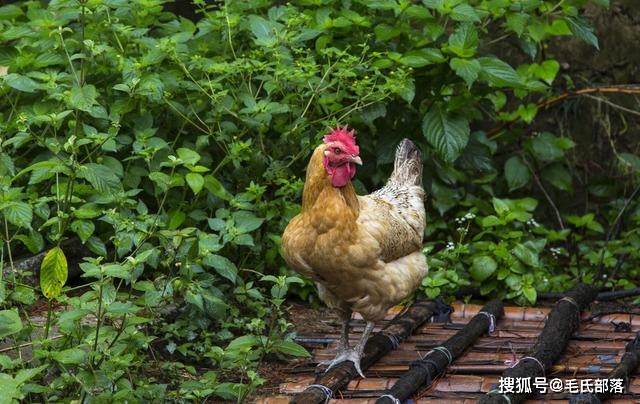 散养蛋鸡养殖技术_养散养蛋鸡养殖视频_散养蛋鸡配方