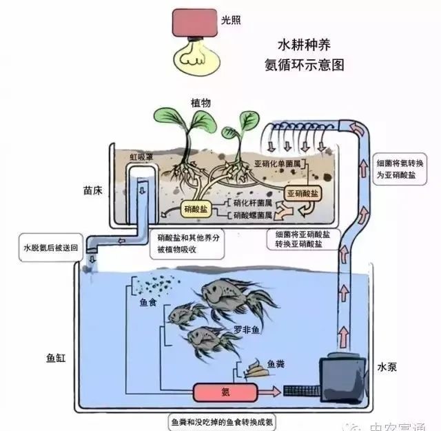 温室大棚养黄鳝视频_大棚养殖黄鳝技术视频_视频养殖大棚黄鳝技术教程