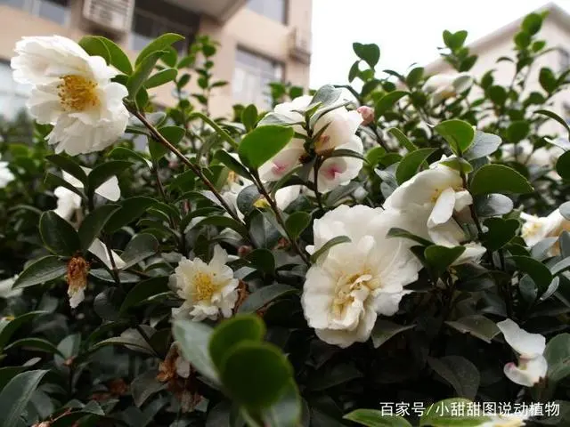 茶梅怎么养？山茶科植物茶梅养殖方法和注意事项