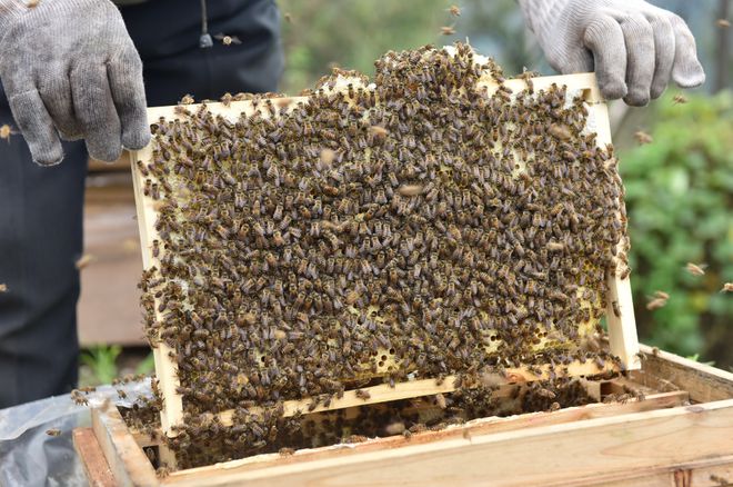 致富经养蜂技术视频_致富蜂养殖意思是什么_养殖意蜂致富