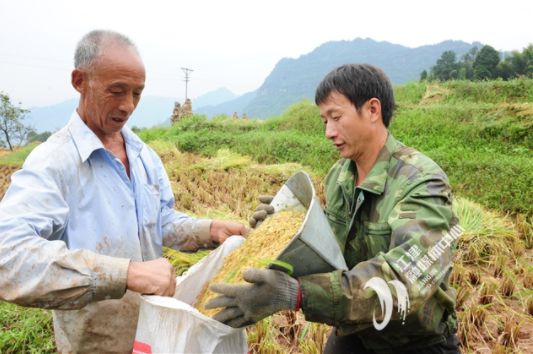 致富经养蜂技术视频_养殖意蜂致富_致富蜂养殖意思是什么