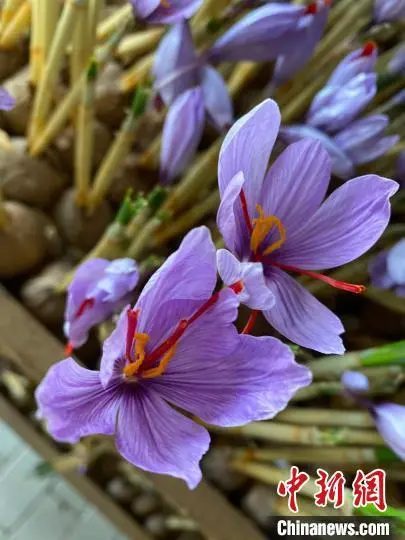 红花种植技术及亩收益_种植红花基地技术方案_红花种植基地种植技术