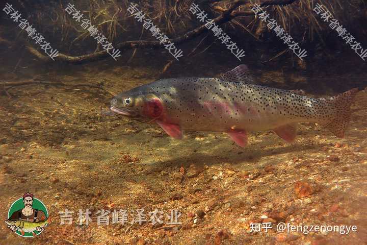 狗鱼的养殖技术_养殖技术狗鱼视频教程_狗鱼的养殖与市场前景