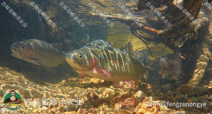 狗鱼的养殖与市场前景_养殖技术狗鱼视频教程_狗鱼的养殖技术