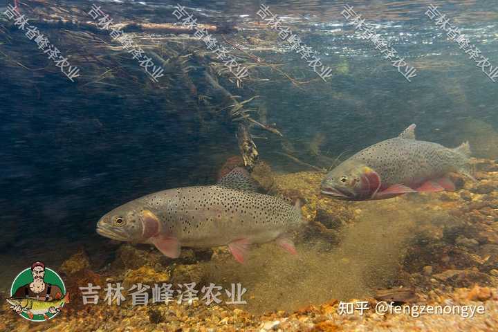 狗鱼的养殖与市场前景_狗鱼的养殖技术_养殖技术狗鱼视频教程