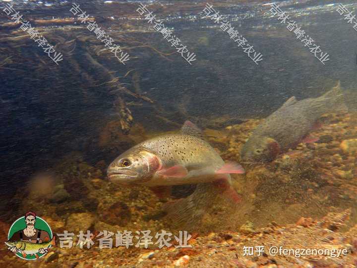 狗鱼的养殖技术_狗鱼的养殖与市场前景_养殖技术狗鱼视频教程