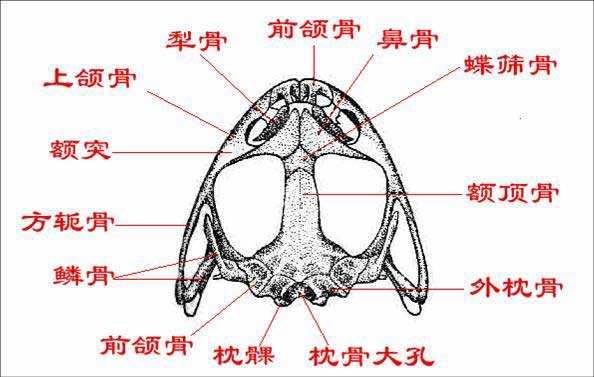 蟾蜍的身体构造 蟾蜍养殖场在哪里建设更合理小龙虾养殖场怎么建设