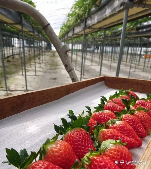 种植草莓赚钱_种草莓致富新闻_种植草莓创业致富