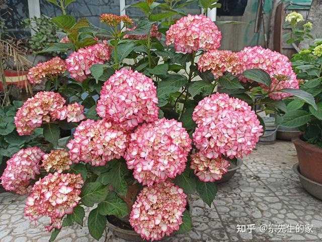 养殖致富经_养殖致富小白_致富养殖什么最赚钱