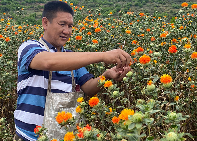 红花种植基地种植技术_种植红花基地技术与管理_种植红花基地技术方案