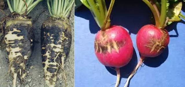 萝卜种植大全方法技术视频教程_萝卜种植大全方法技术与管理_萝卜种植技术方法大全