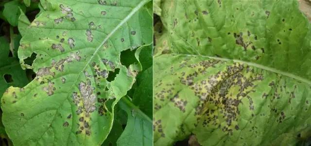 萝卜种植技术方法大全_萝卜种植大全方法技术视频教程_萝卜种植大全方法技术与管理