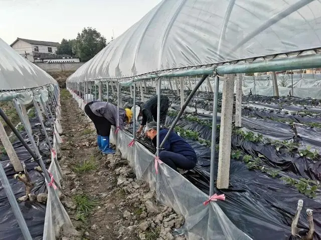 扶贫草莓种植致富_关于产业扶贫种草莓的报道_种草莓脱贫