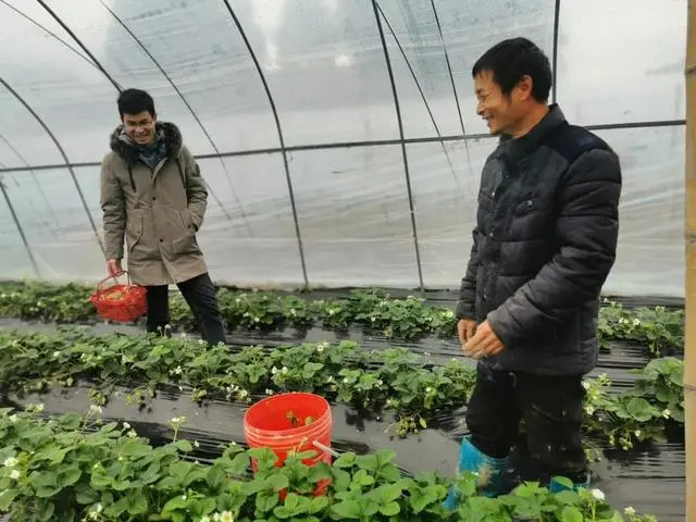 关于产业扶贫种草莓的报道_种草莓脱贫_扶贫草莓种植致富