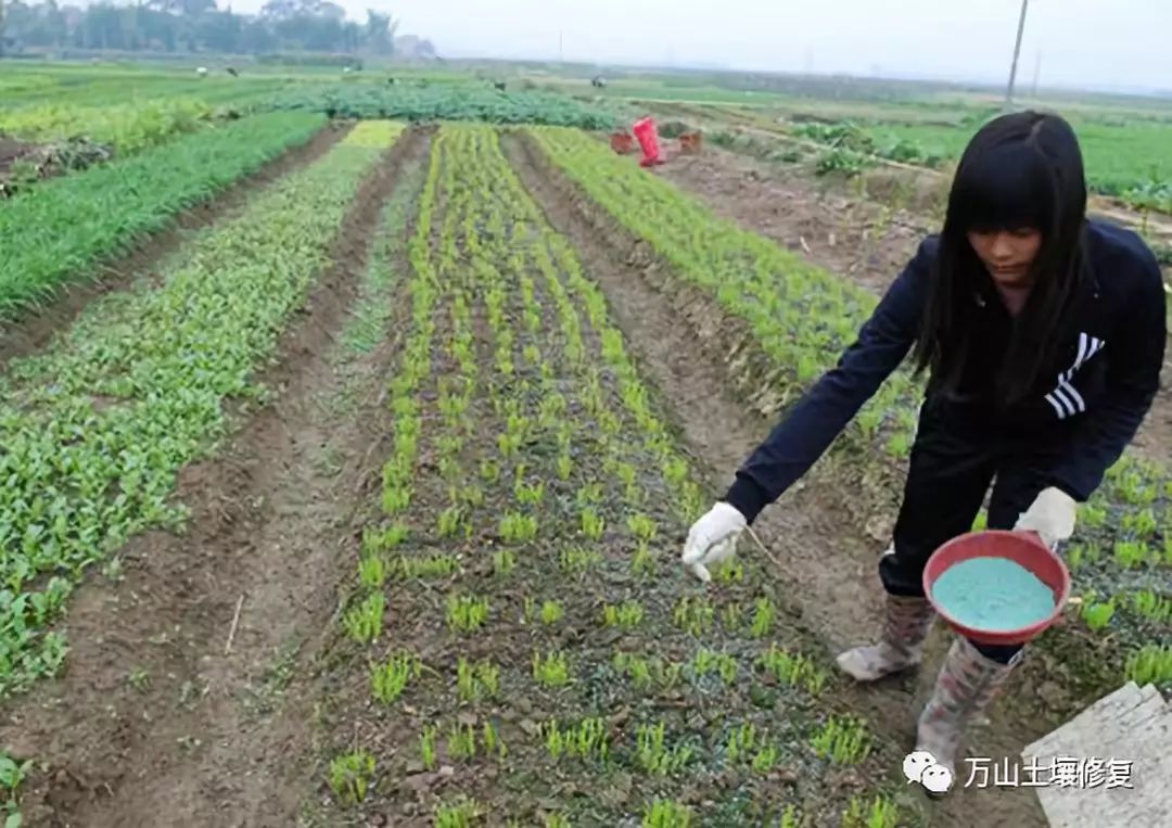 蔬菜种植时间和管理技术大全