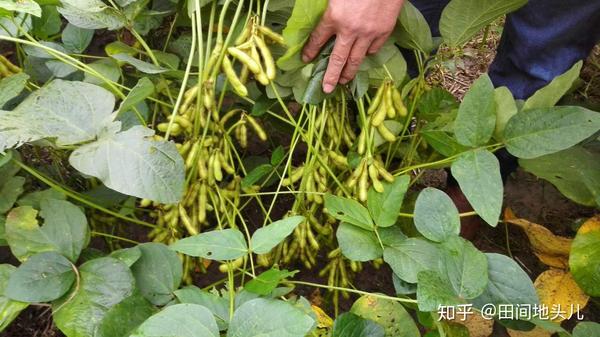 大豆缺素的症状和防治！高产大豆的种植技术！大豆增产秘诀！