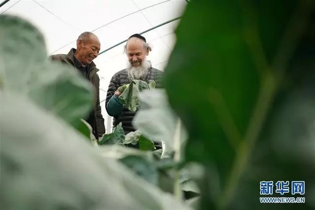 草莓扶贫种植基地_关于产业扶贫种草莓的报道_扶贫草莓种植致富