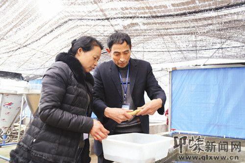 泥鳅养殖项目_泥鳅养殖致富之路_专业泥鳅养殖技术