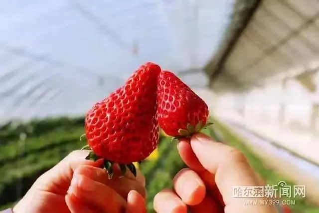 种草莓脱贫_关于产业扶贫种草莓的报道_扶贫草莓种植致富