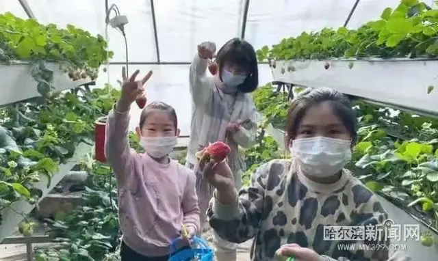 扶贫草莓种植致富_关于产业扶贫种草莓的报道_种草莓脱贫