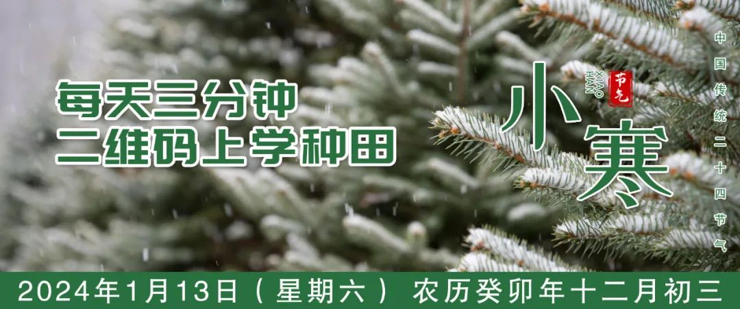 冬季韭菜品质好 栽培技术要做到