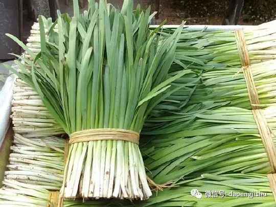 韭菜种植技术最佳时间_韭菜种植技术和时间_韭菜怎样种植技术