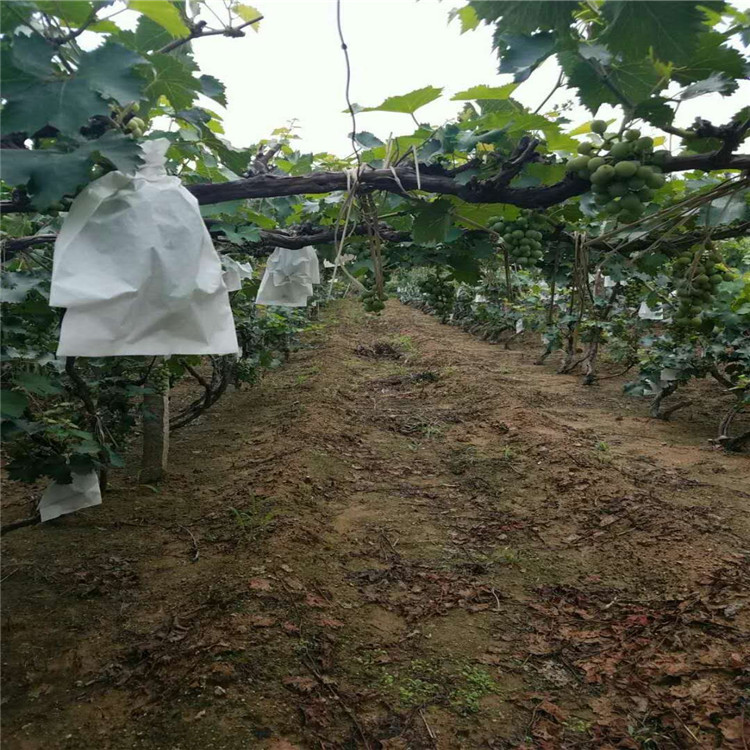 吉林省藤稔葡萄苗种植基地葡萄苗大量有货