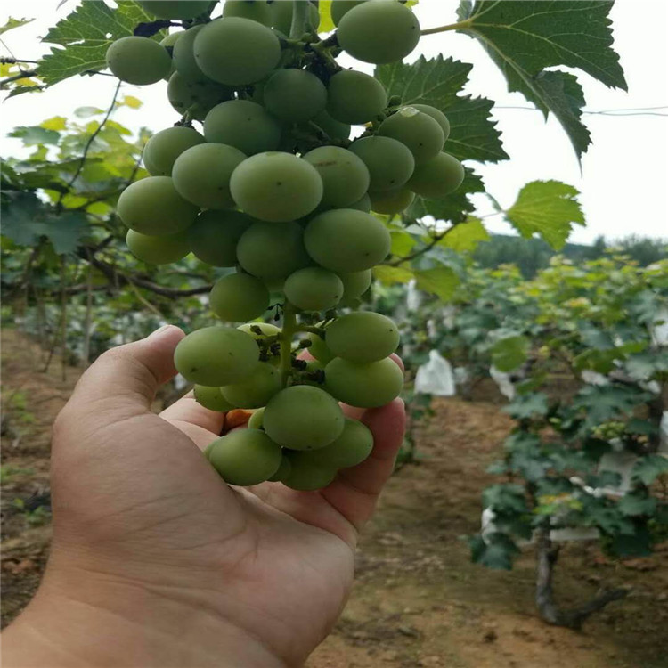 吉林省藤稔葡萄苗种植基地葡萄苗大量有货