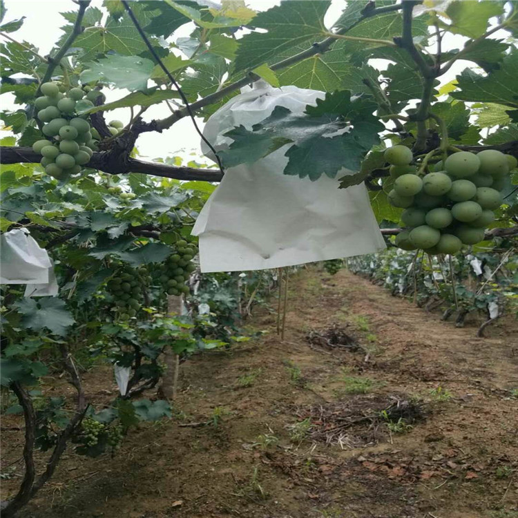 吉林省藤稔葡萄苗种植基地葡萄苗大量有货