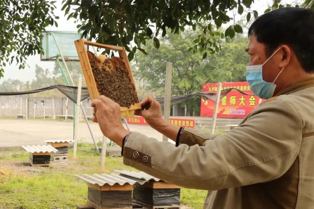 蜜蜂养殖最新技术_养殖蜜蜂致富榜样_蜜蜂养殖技术网