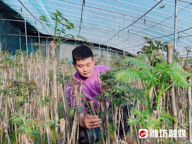 大棚种植香椿前景怎样_大棚香椿种植致富_致富大棚种植香椿视频