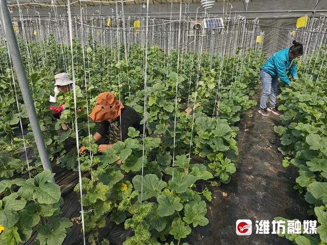 大棚香椿种植致富_大棚种植香椿前景怎样_致富大棚种植香椿视频