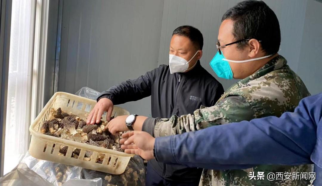 致富经种羊肚菌视频_致富经种羊肚菌三个月_种羊肚菌骗局