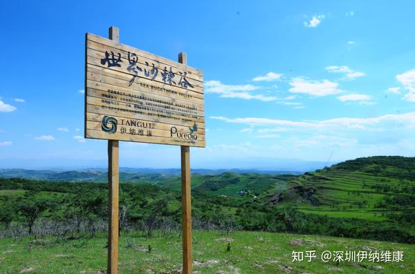 种沙棘赚钱吗_种植沙棘致富_致富种植沙棘怎么样