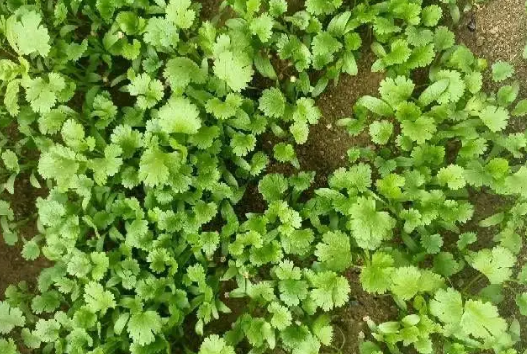 秋季香菜怎么种植_秋季香菜的种植技术_秋季香菜种植技术