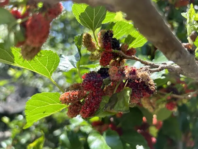 桑树种植技术视频_桑树种植养殖视频_桑树杆种植技术