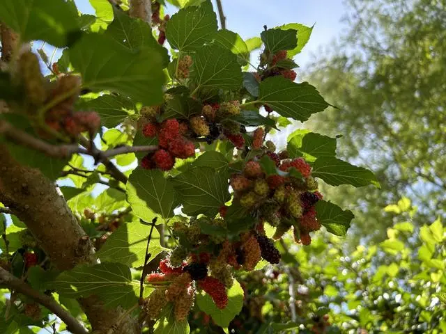 桑树种植技术视频_桑树杆种植技术_桑树种植养殖视频