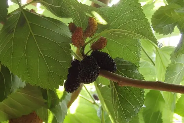 桑树种植养殖视频_桑树种植技术视频_桑树杆种植技术