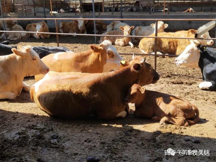 视频致富养殖肉牛是真的吗_养殖肉牛致富视频_肉牛养殖致富经