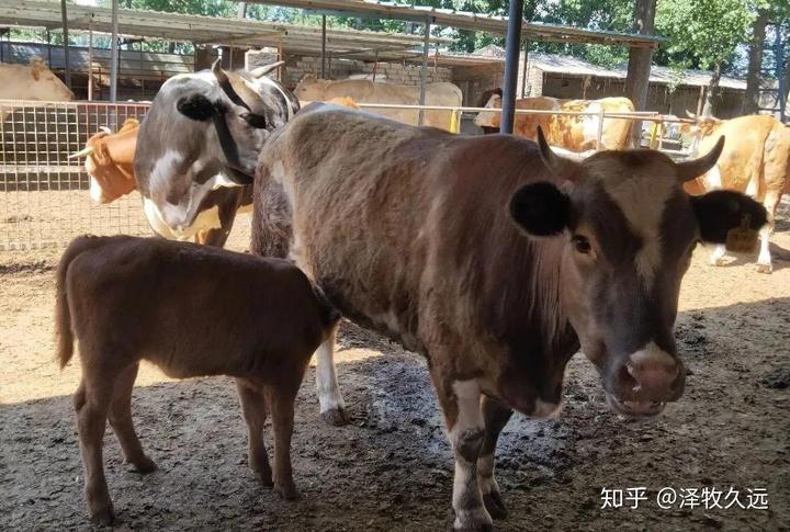 视频致富养殖肉牛是真的吗_养殖肉牛致富视频_肉牛养殖致富经