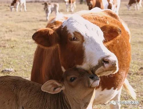 肉牛养殖致富经_养殖肉牛致富视频_视频致富养殖肉牛是真的吗