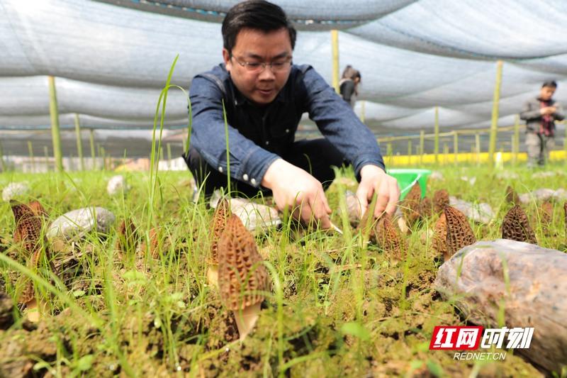 衡阳县羊肚菌开出“致富花”80后小伙成为致富带路人