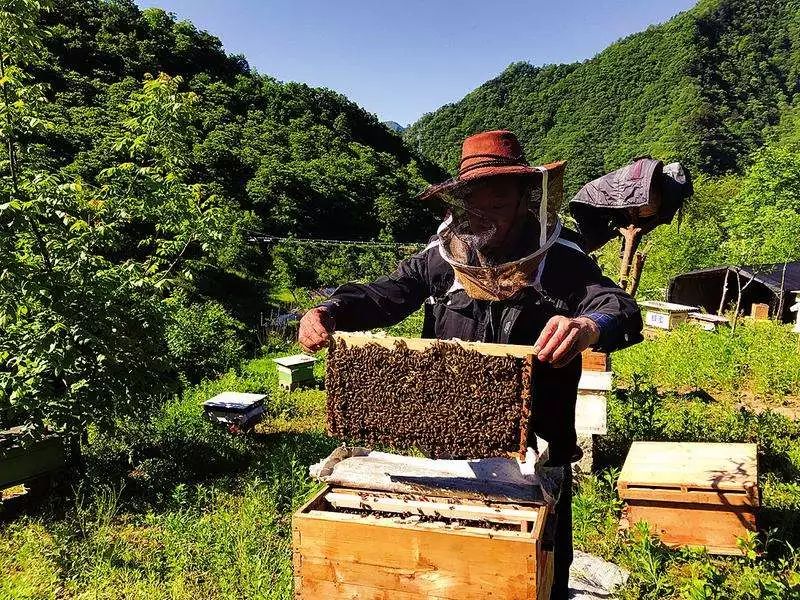 南方蜜蜂渡夏养殖技术_蜜峰养殖_南方养殖蜜蜂视频